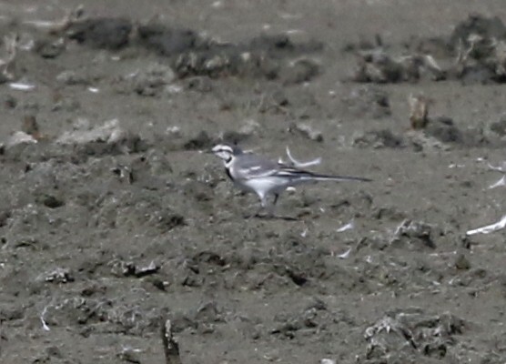 White Wagtail - ML642260599