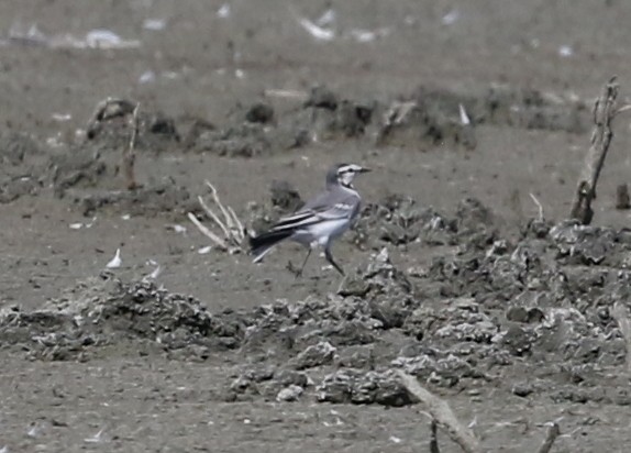 White Wagtail - ML642260600
