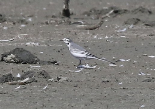 White Wagtail - ML642260601