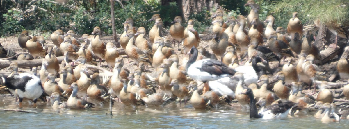 Dendrocygne d'Eyton - ML642260619