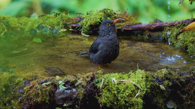 Great Thrush - ML642260620