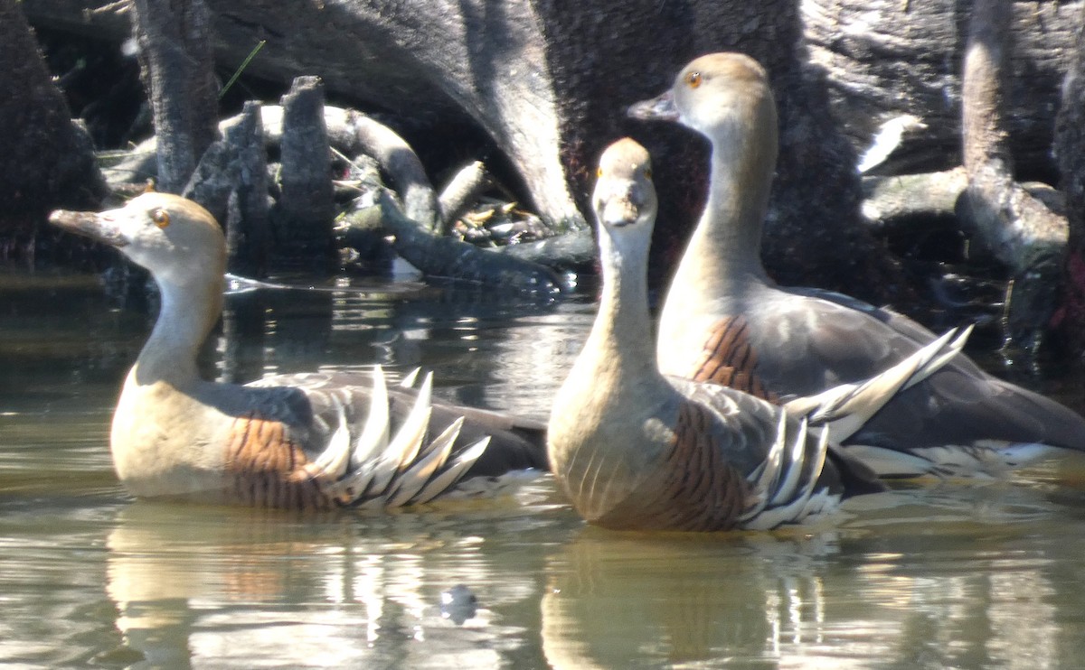 Dendrocygne d'Eyton - ML642260623
