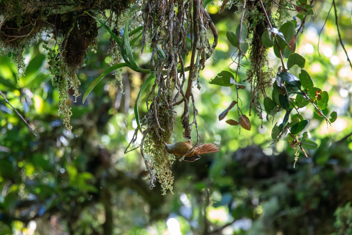 Ruddy Treerunner - ML642260634