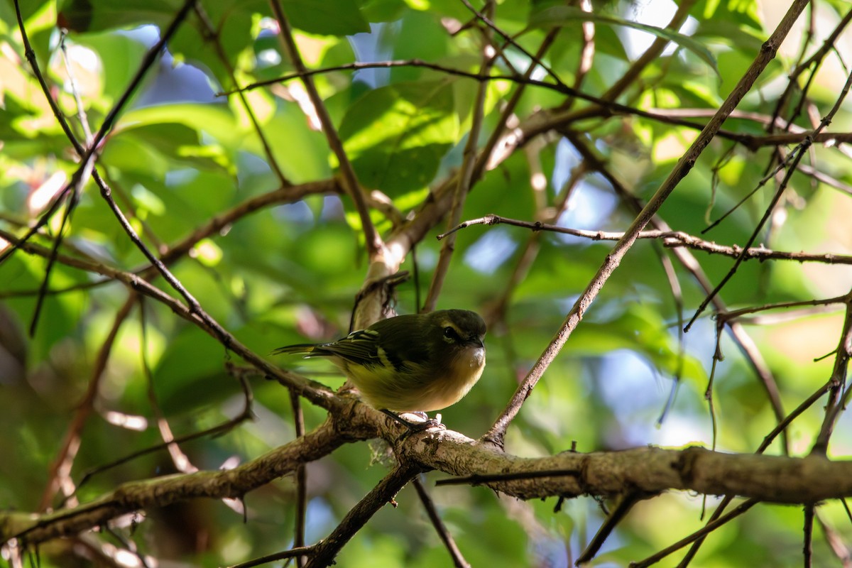 gulbåndvireo - ML642260637