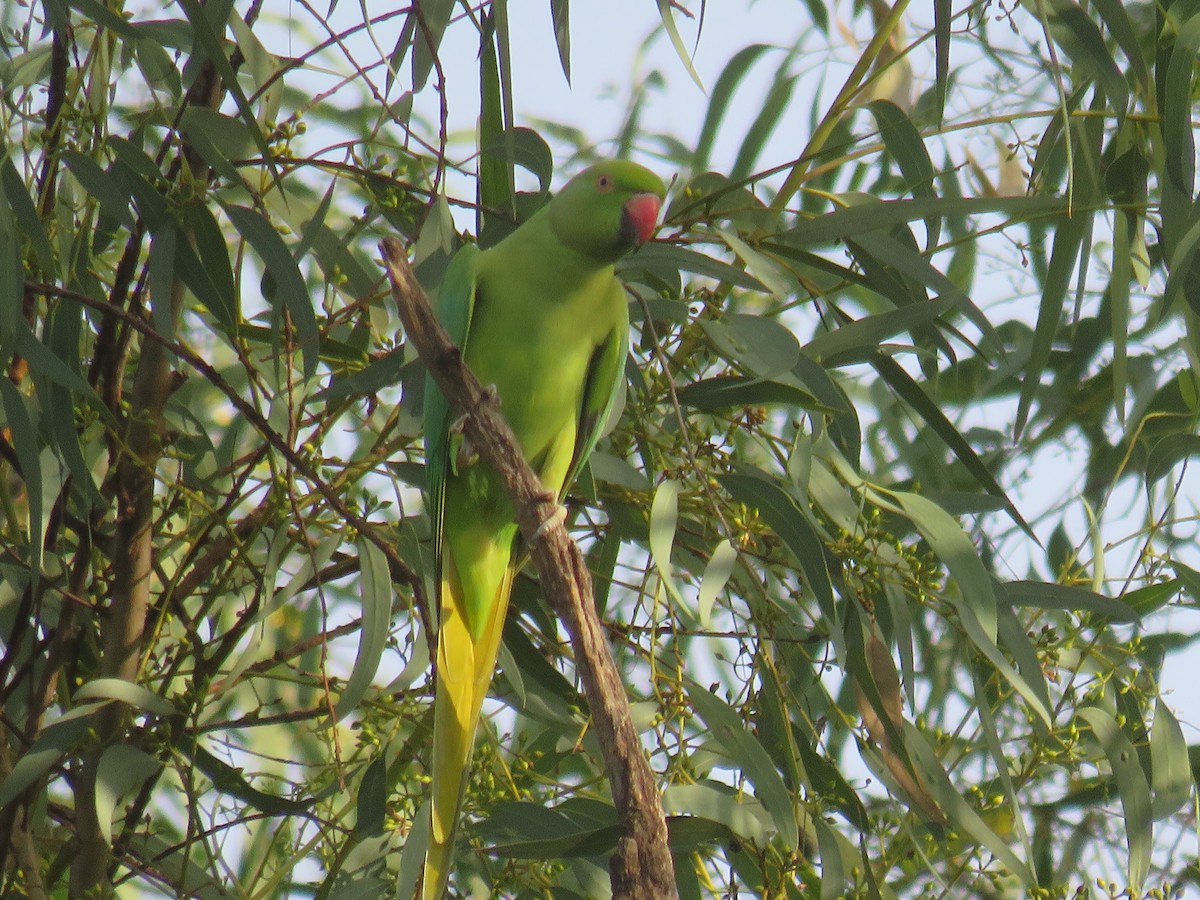 Rose-ringed Parakeet - ML642260643