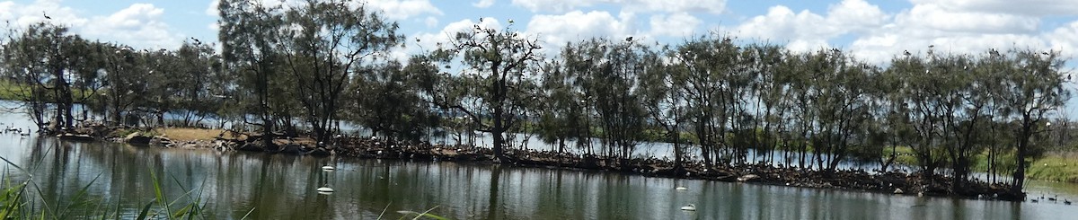 Dendrocygne d'Eyton - ML642260645