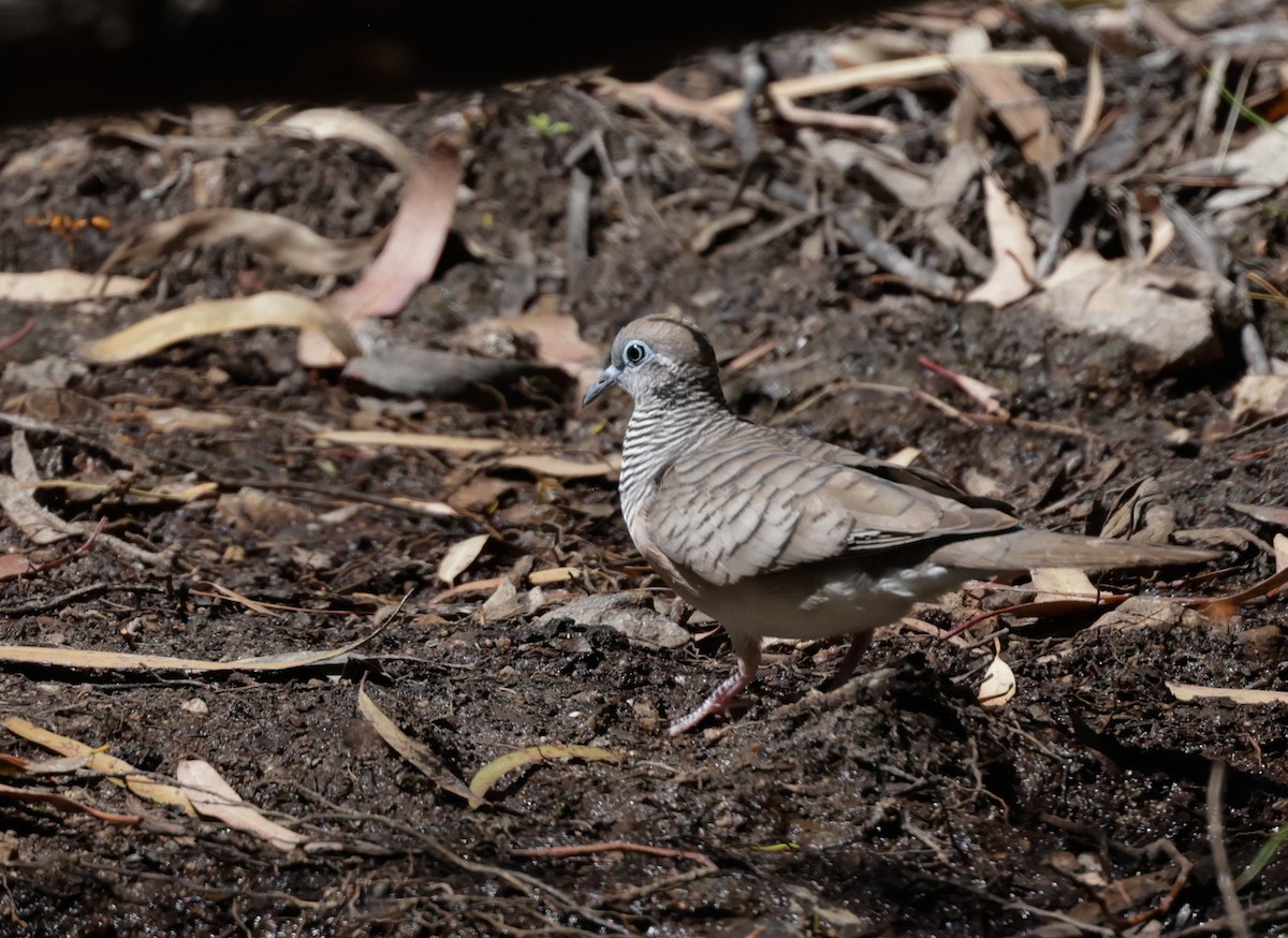 Peaceful Dove - ML642260666