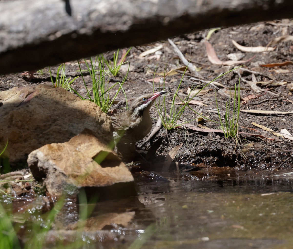 Spiny-cheeked Honeyeater - ML642260672