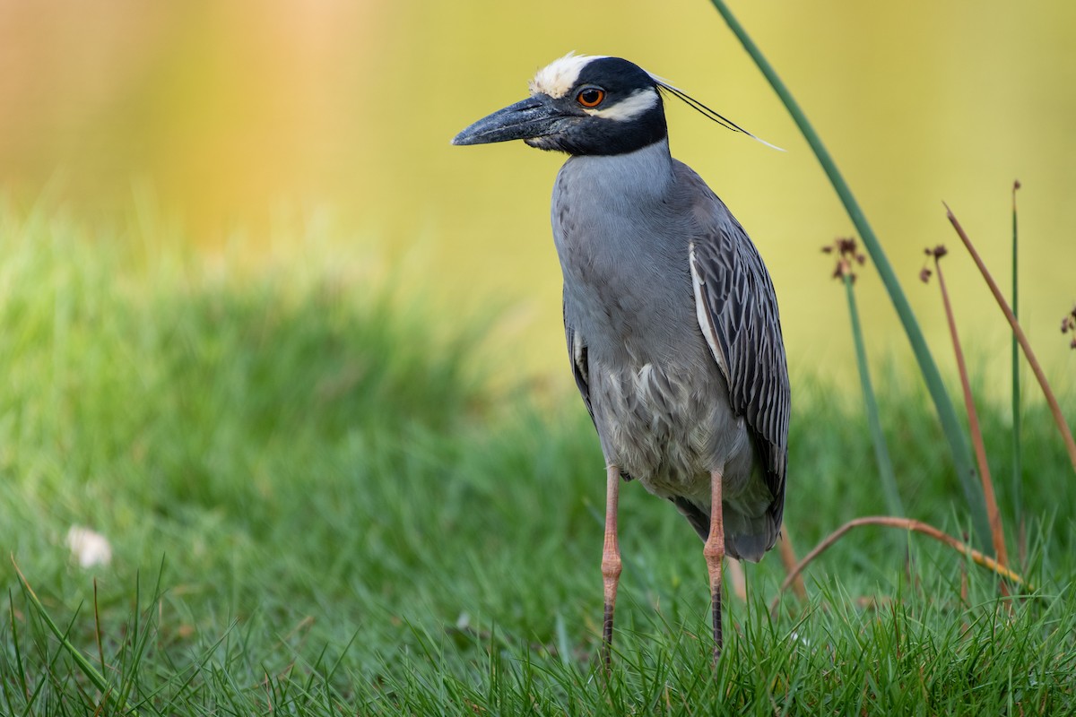 Yellow-crowned Night Heron - ML642260673