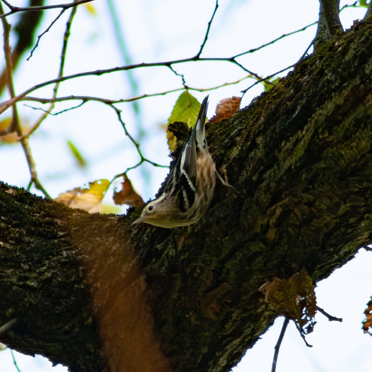 Black-and-white Warbler - ML642260674