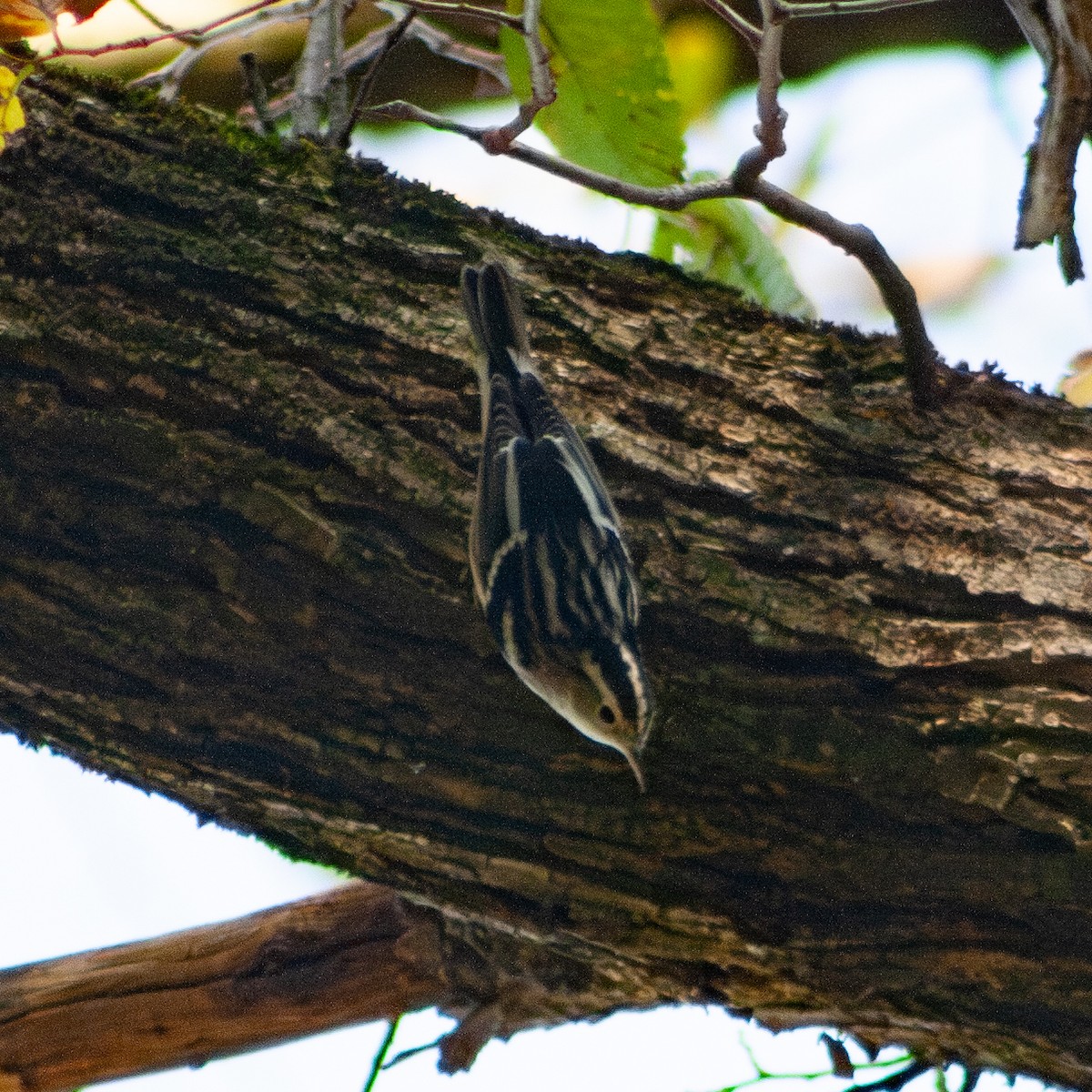 Black-and-white Warbler - ML642260675