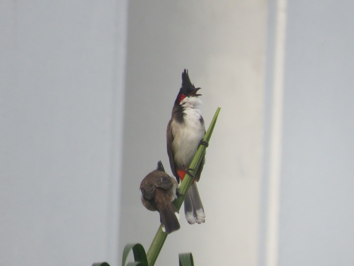 Red-whiskered Bulbul - ML642260680