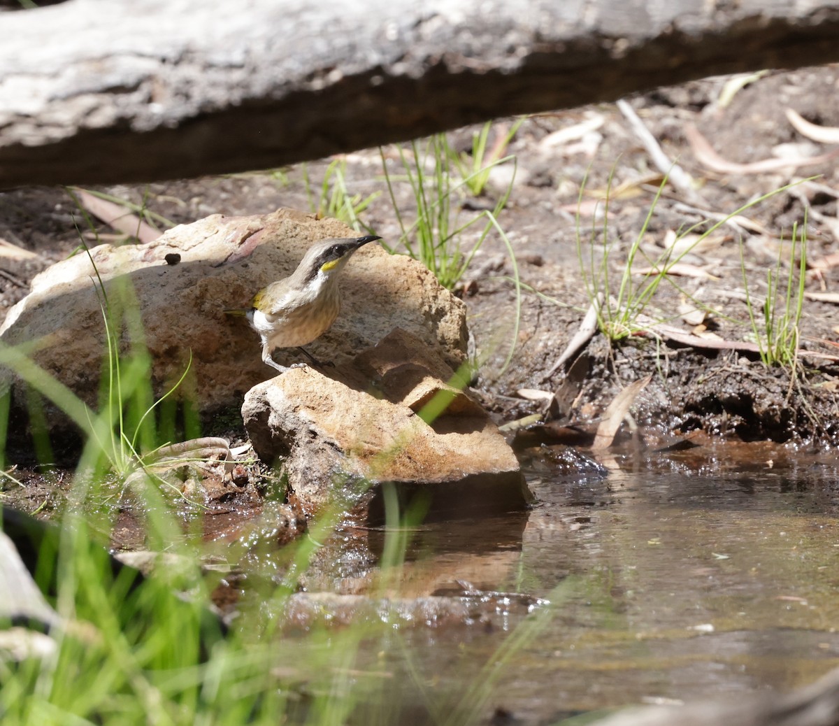 Singing Honeyeater - ML642260681