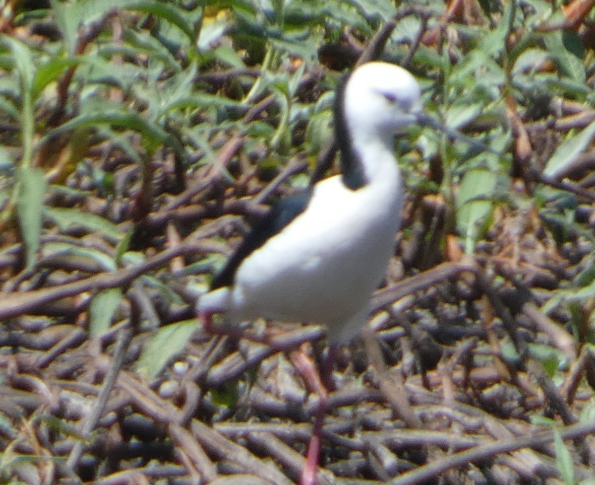 Échasse d'Australie - ML642260682