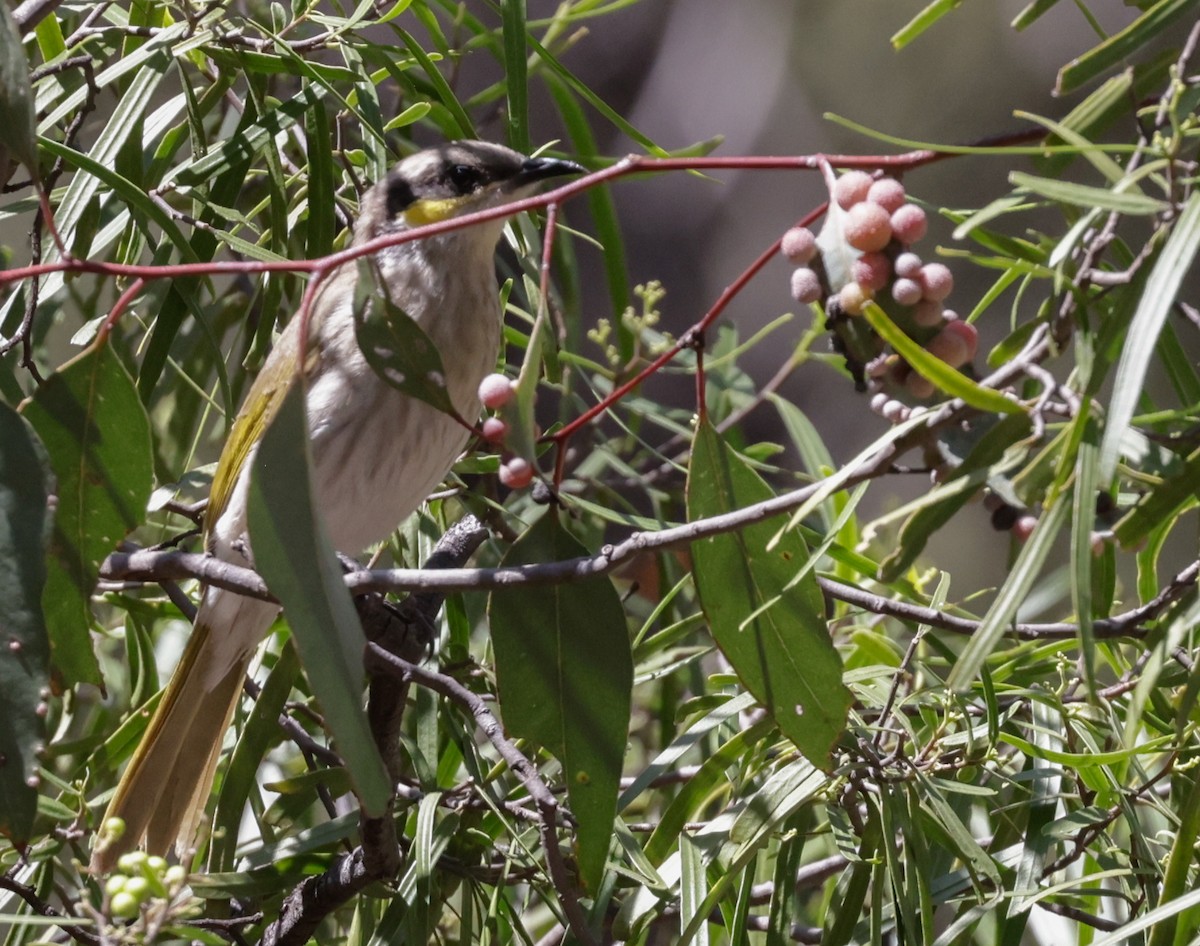 Singing Honeyeater - ML642260683