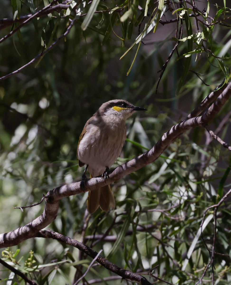 Singing Honeyeater - ML642260685