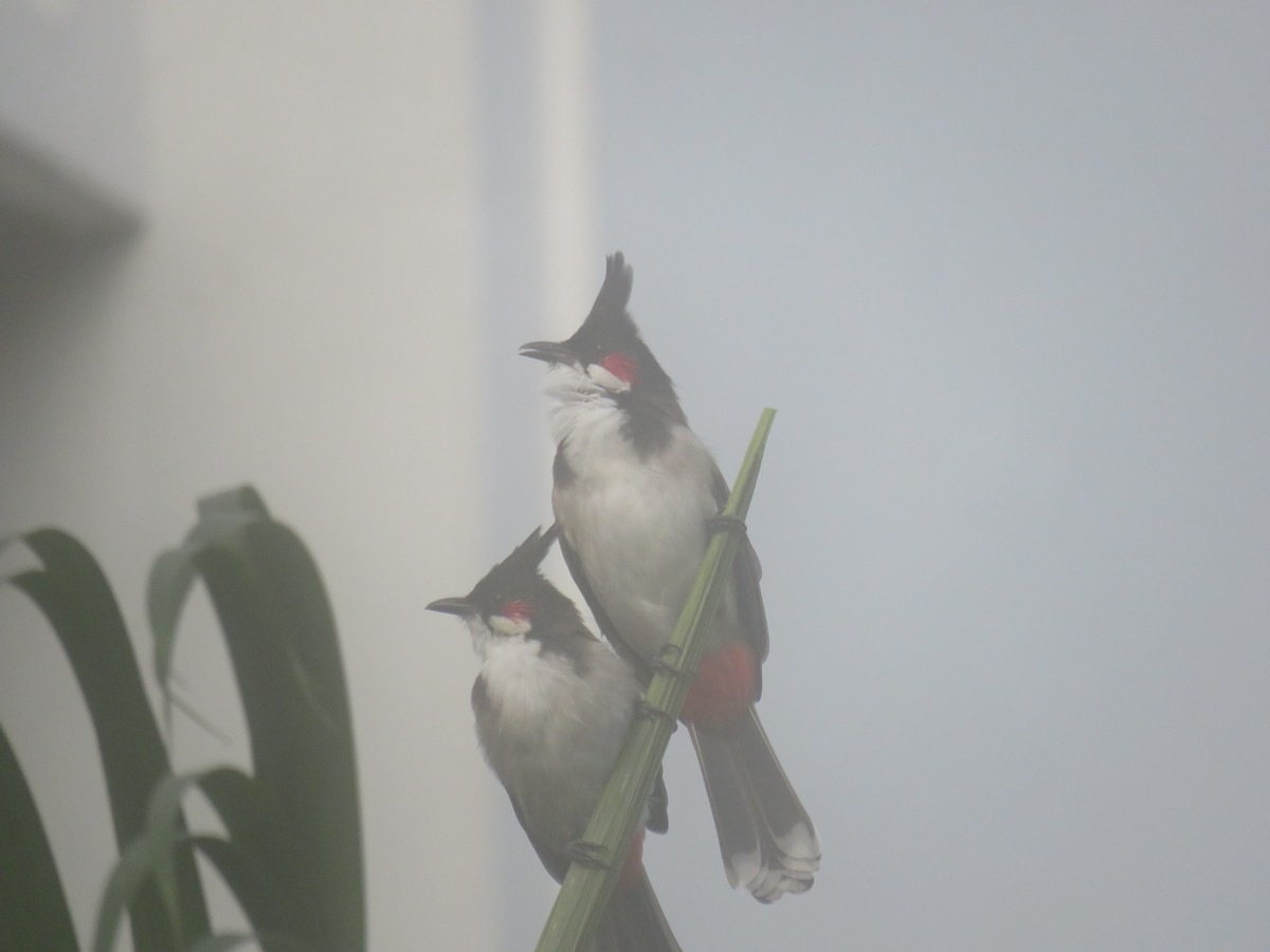 Red-whiskered Bulbul - ML642260687
