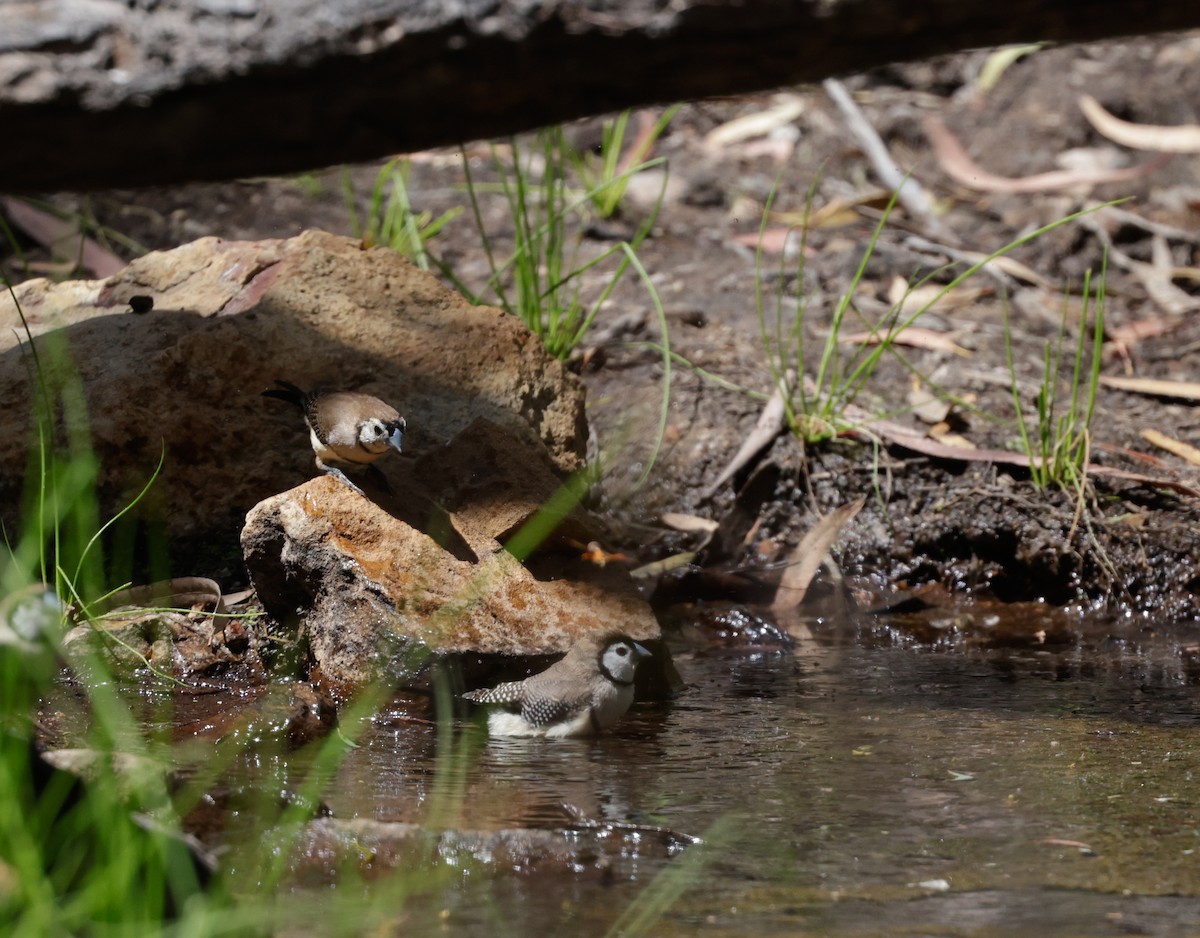 Double-barred Finch - ML642260688