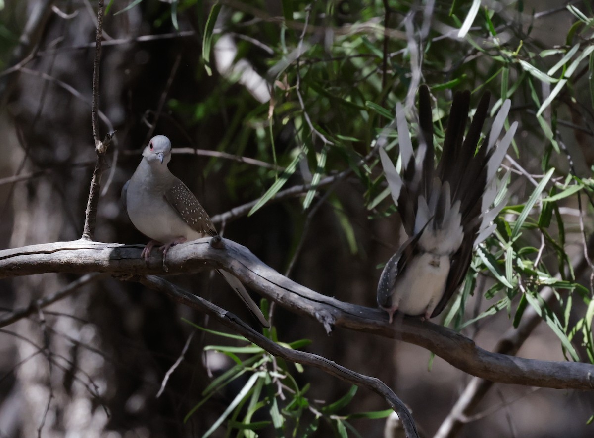 Diamond Dove - ML642260696