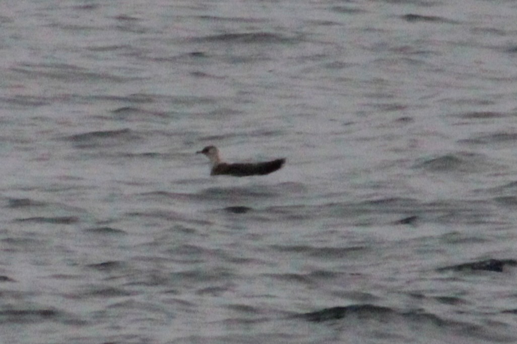 Parasitic Jaeger - ML642260701