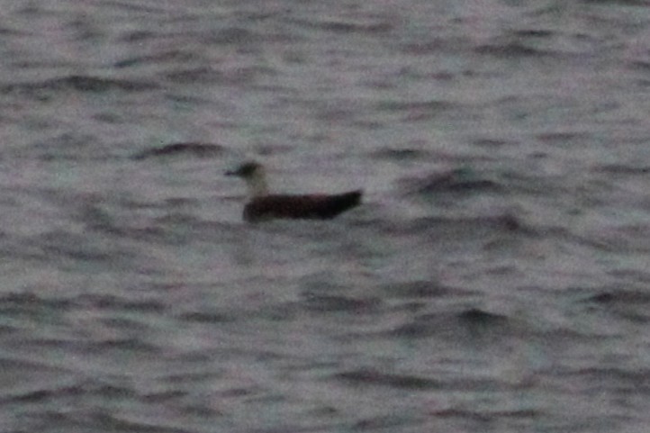 Parasitic Jaeger - ML642260702