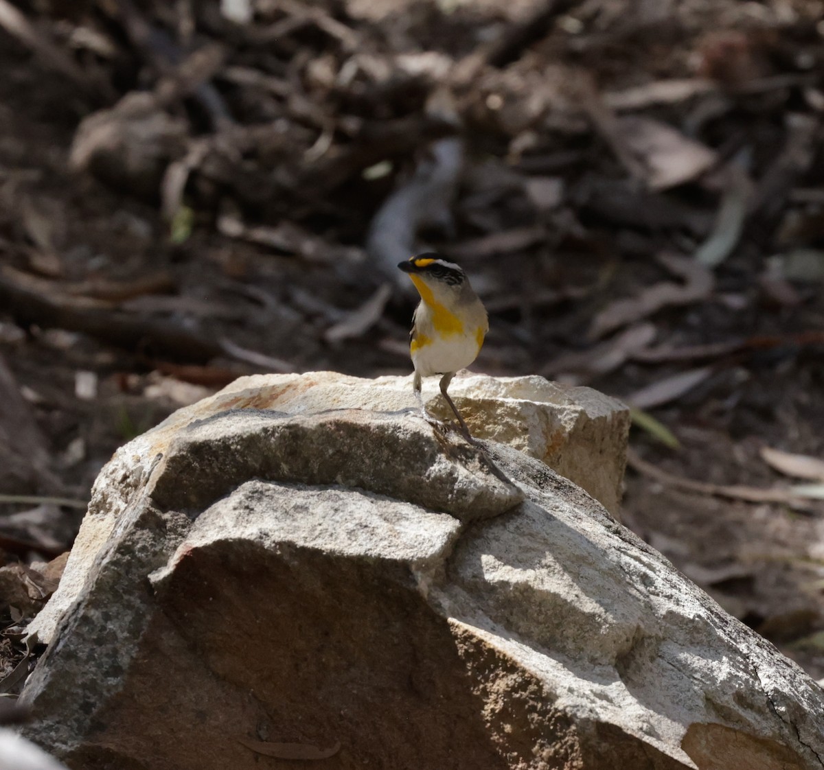Striated Pardalote - ML642260703