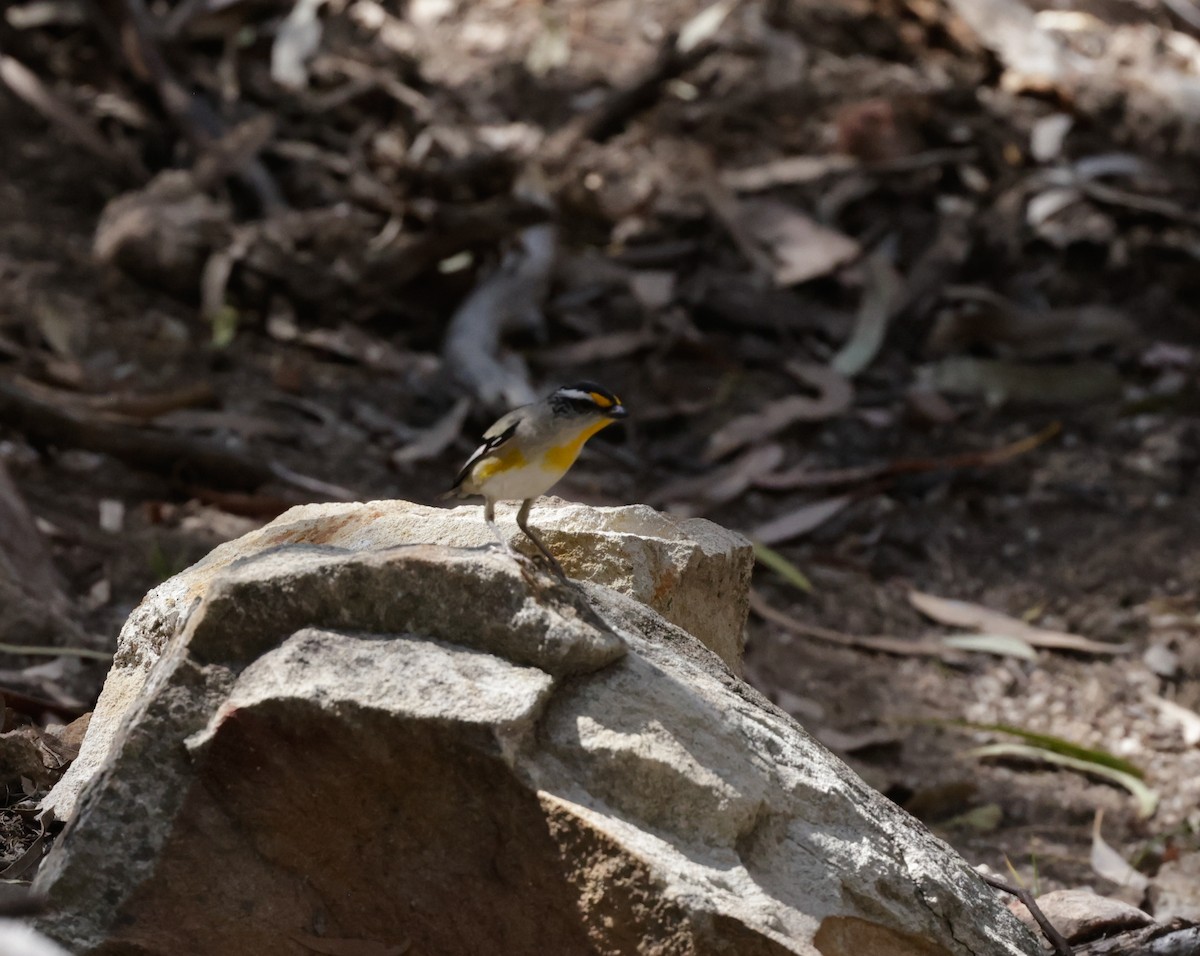 Striated Pardalote - ML642260704