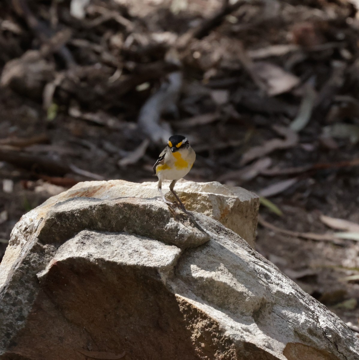 Striated Pardalote - ML642260705