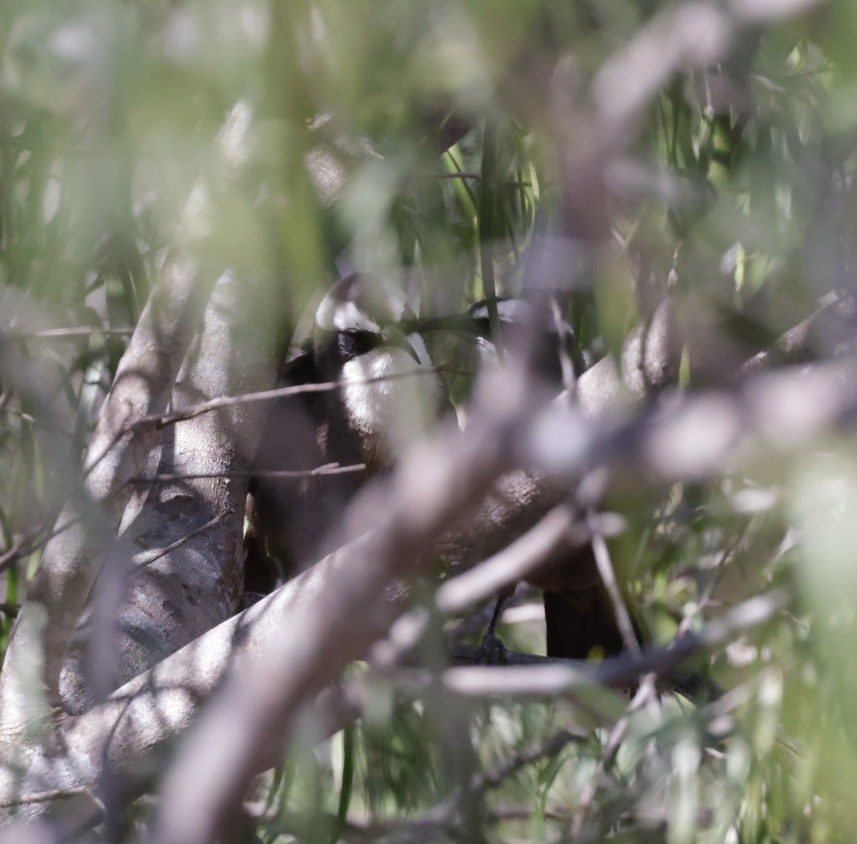 Hall's Babbler - ML642260722