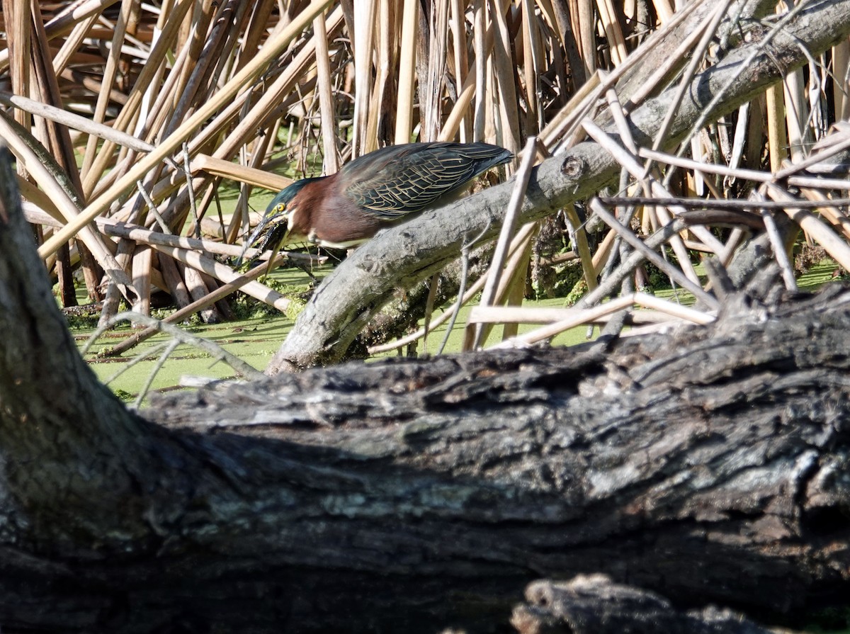 Green Heron - ML642260739