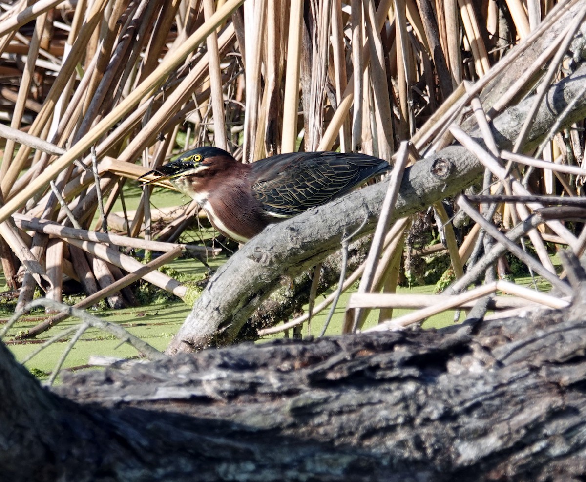 Green Heron - ML642260748