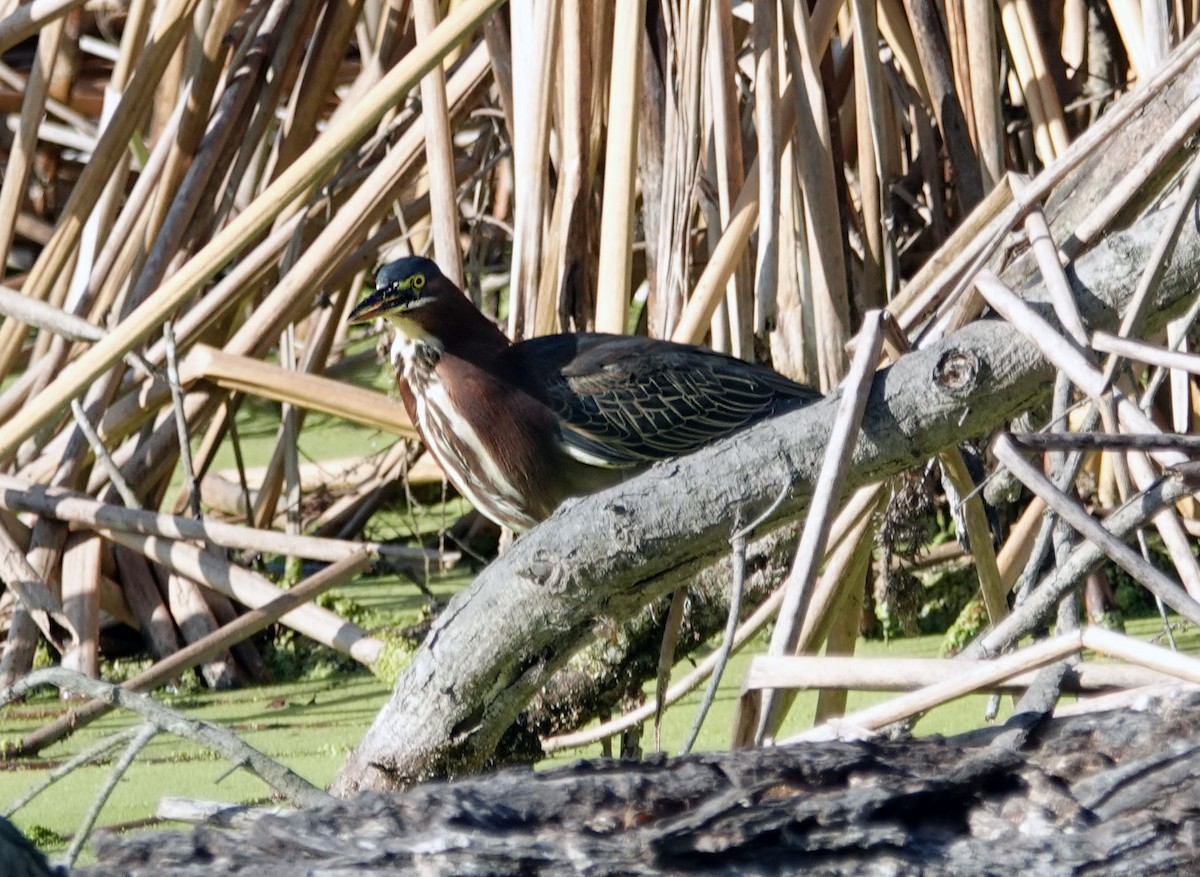 Green Heron - ML642260758