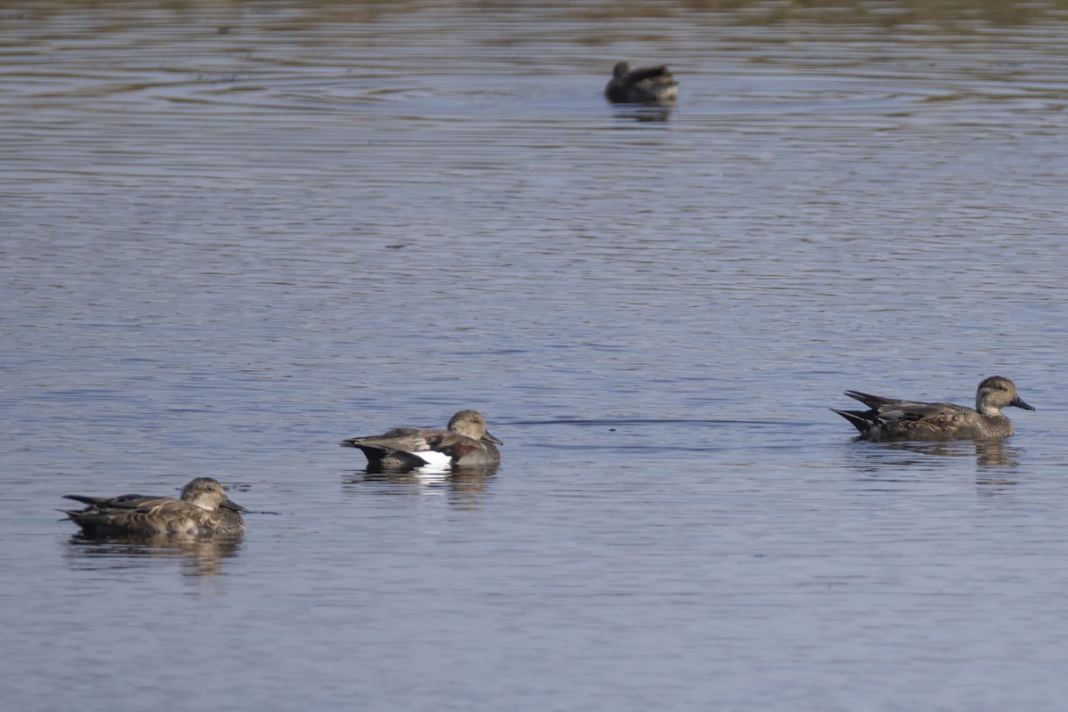 Gadwall - ML642260788