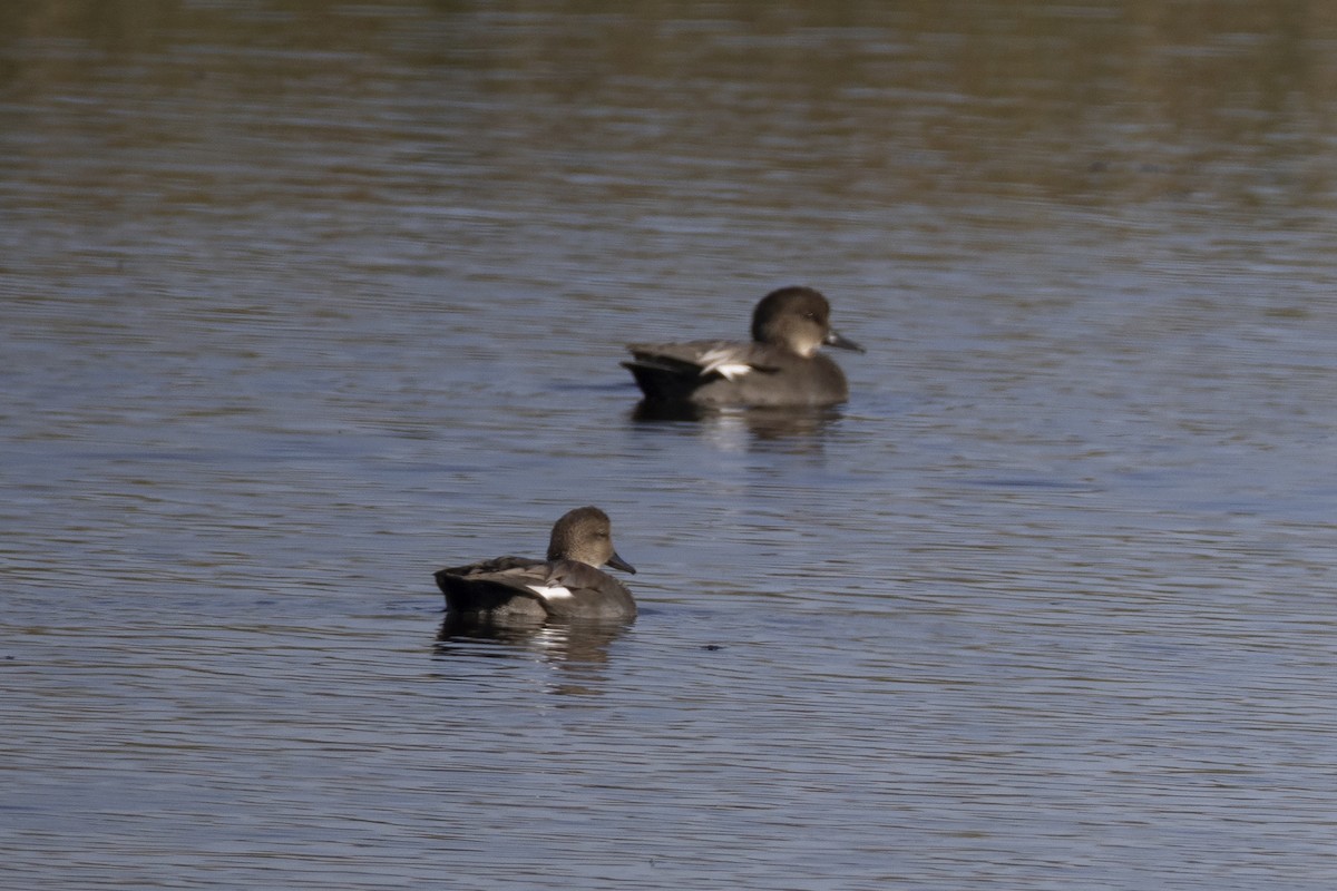 Gadwall - ML642260789