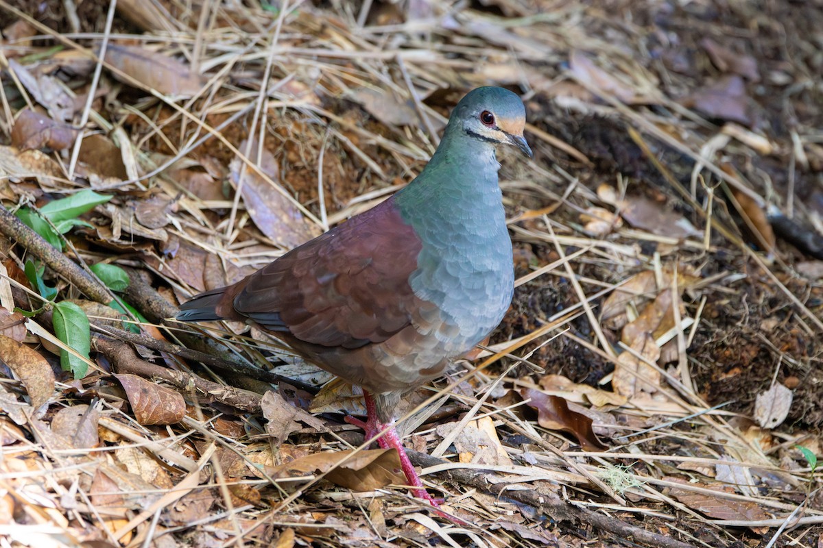 Costa-Rica-Taube - ML642260793