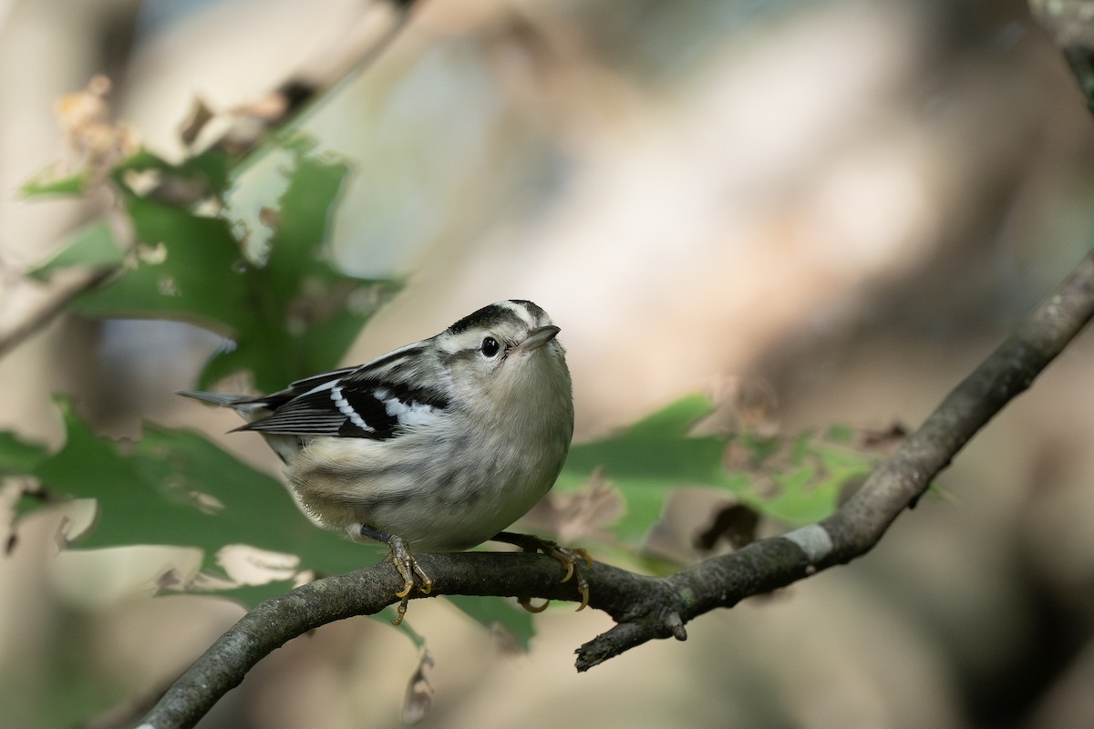 Reinita Trepadora - ML642260799
