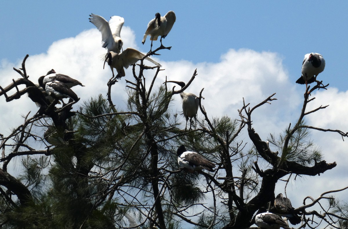 Ibis à cou noir - ML642260801