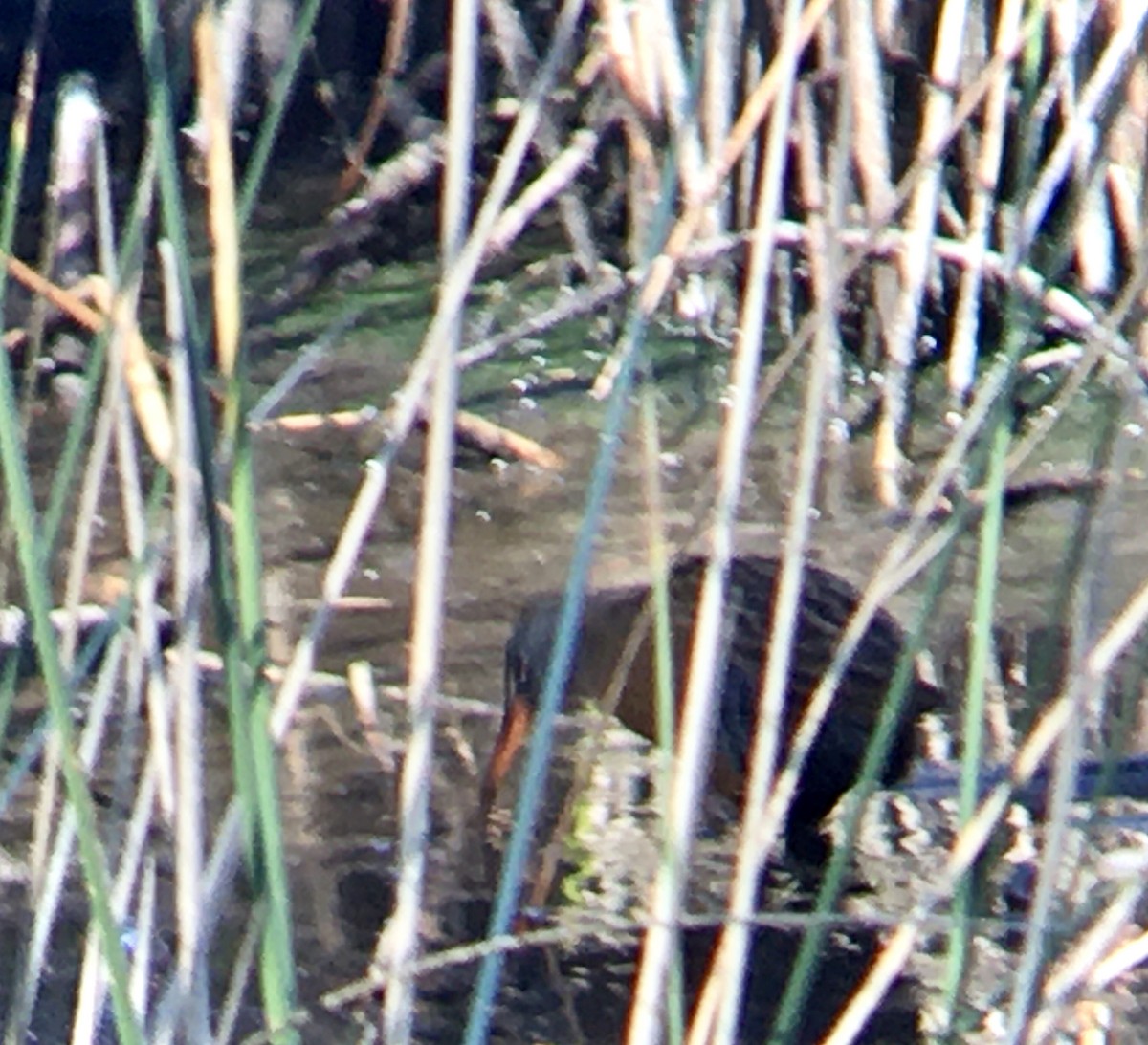 Virginia Rail - ML642260807