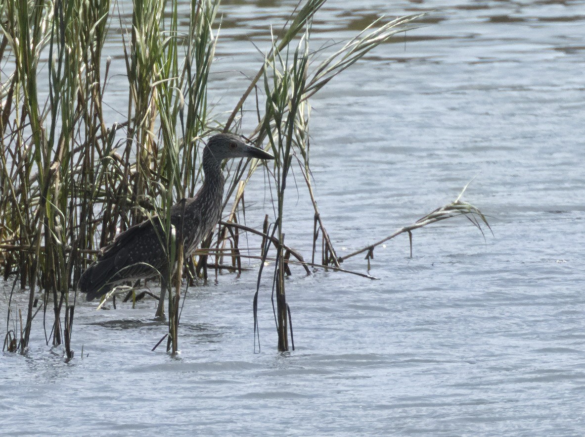 Yellow-crowned Night Heron - ML642260811