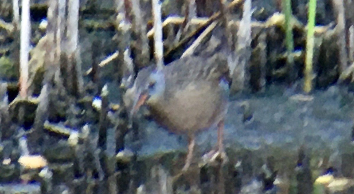 Virginia Rail - ML642260812