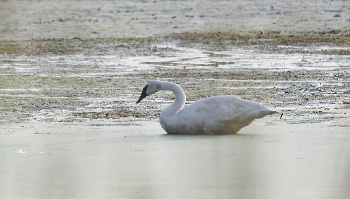 Trompeterschwan - ML642260846