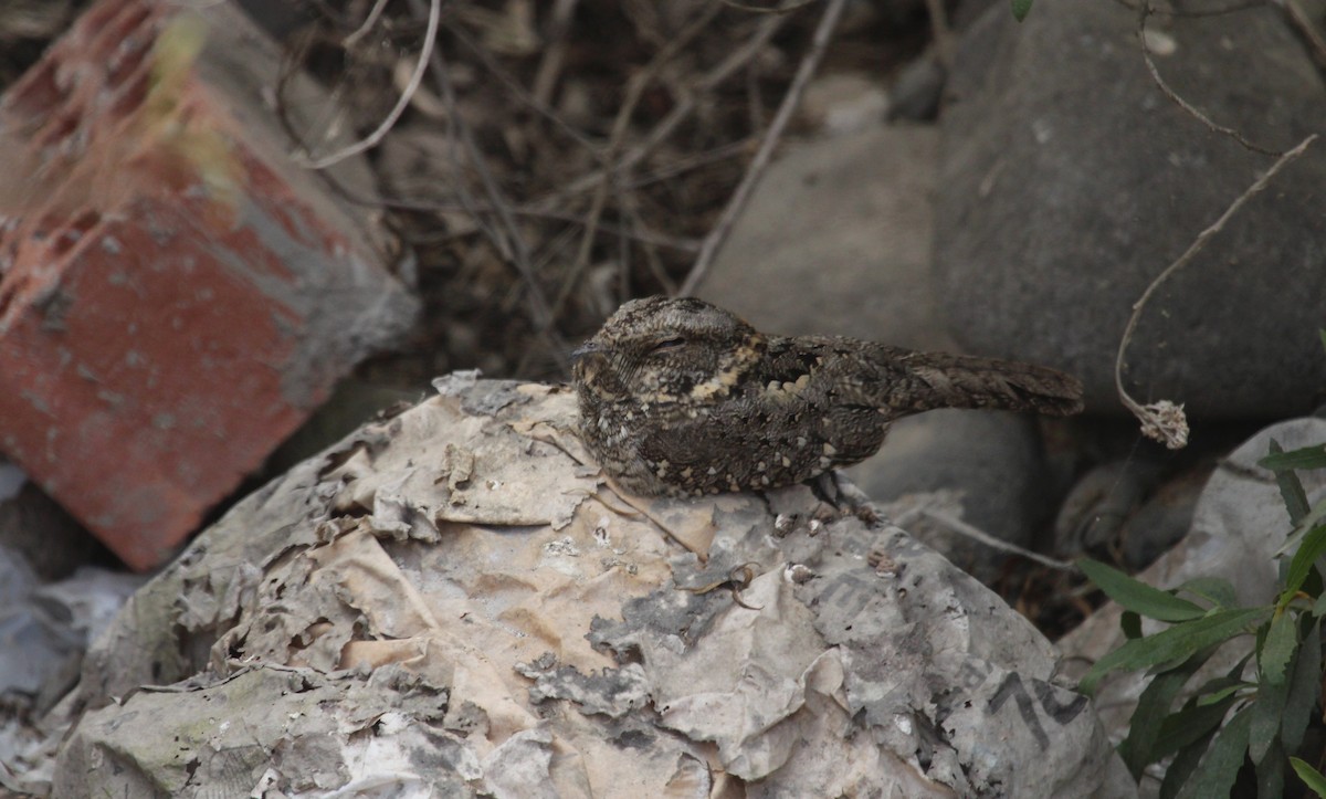 Tschudi's Nightjar - ML642260866