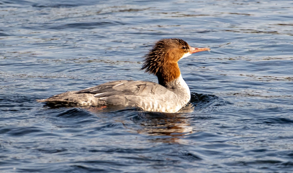 Common Merganser - ML642260880