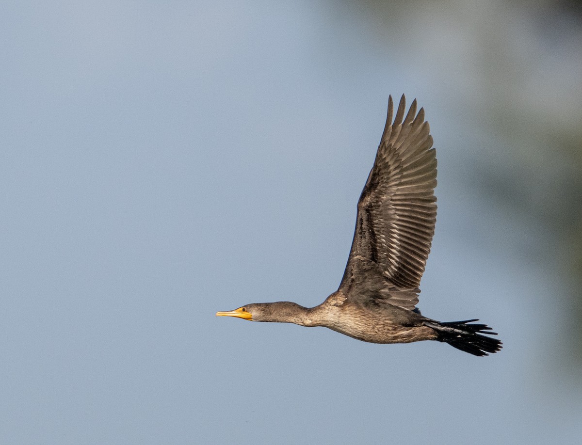 Cormoran à aigrettes - ML642260897