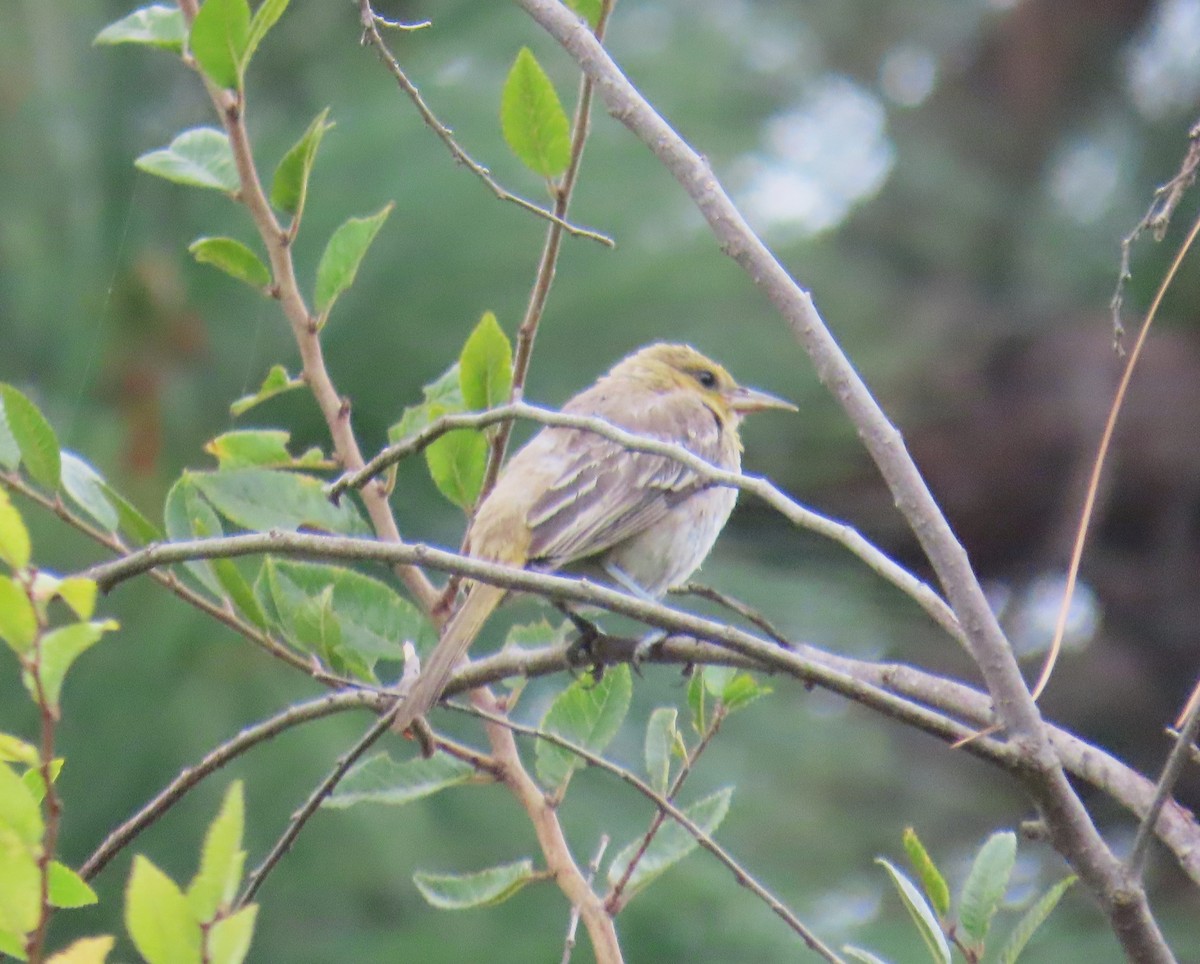 Bullock's Oriole - ML642260902