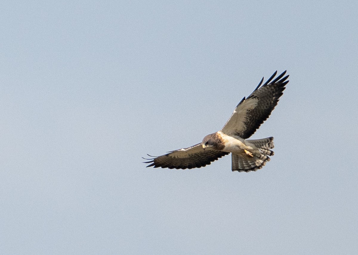prærievåk - ML642260923