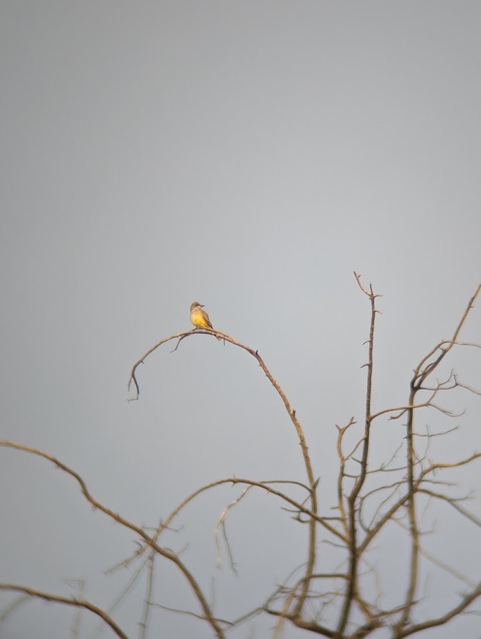 Cassin's Kingbird - ML642261008