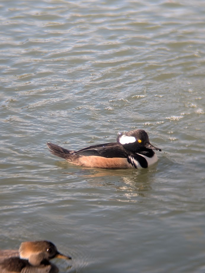 Hooded Merganser - ML642261040