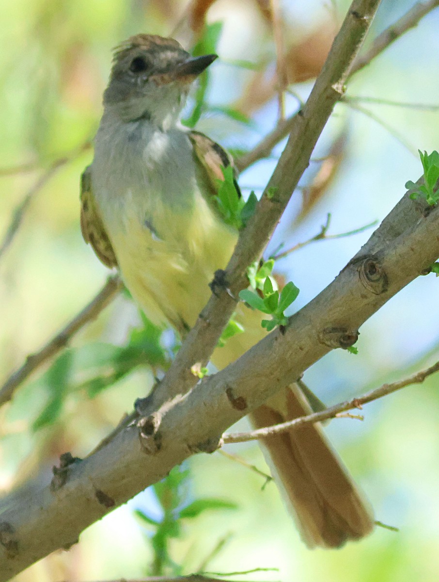 Ash-throated Flycatcher - ML642261051