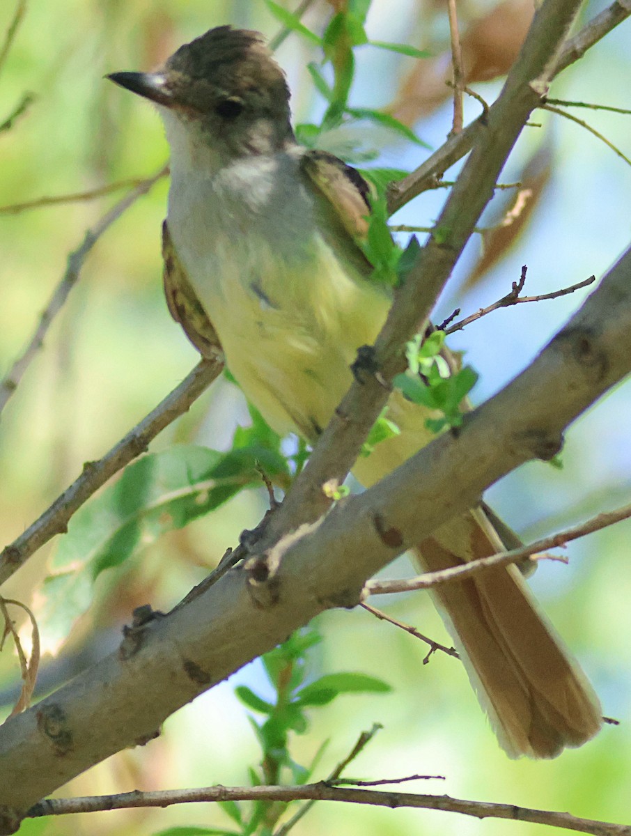 Ash-throated Flycatcher - ML642261052